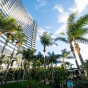 Hotel with palm trees in the foreground